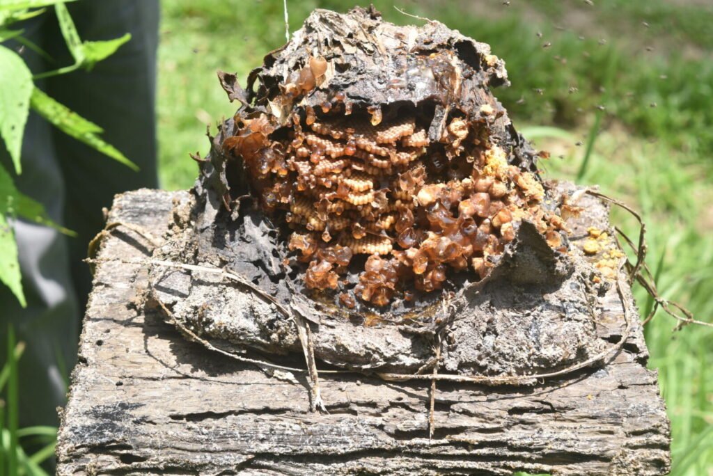 Photo of honey bees covering comb edges with amber propolis resin and wax