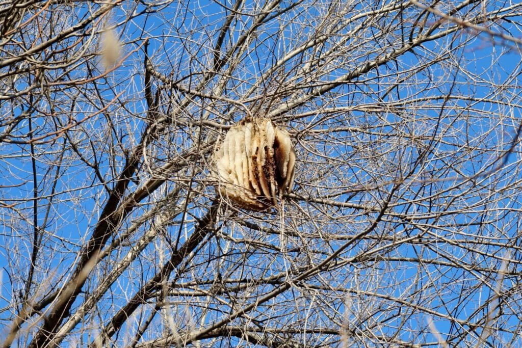 Photo of a wild honey bee colony building continuous comb inside a natural tree cavity