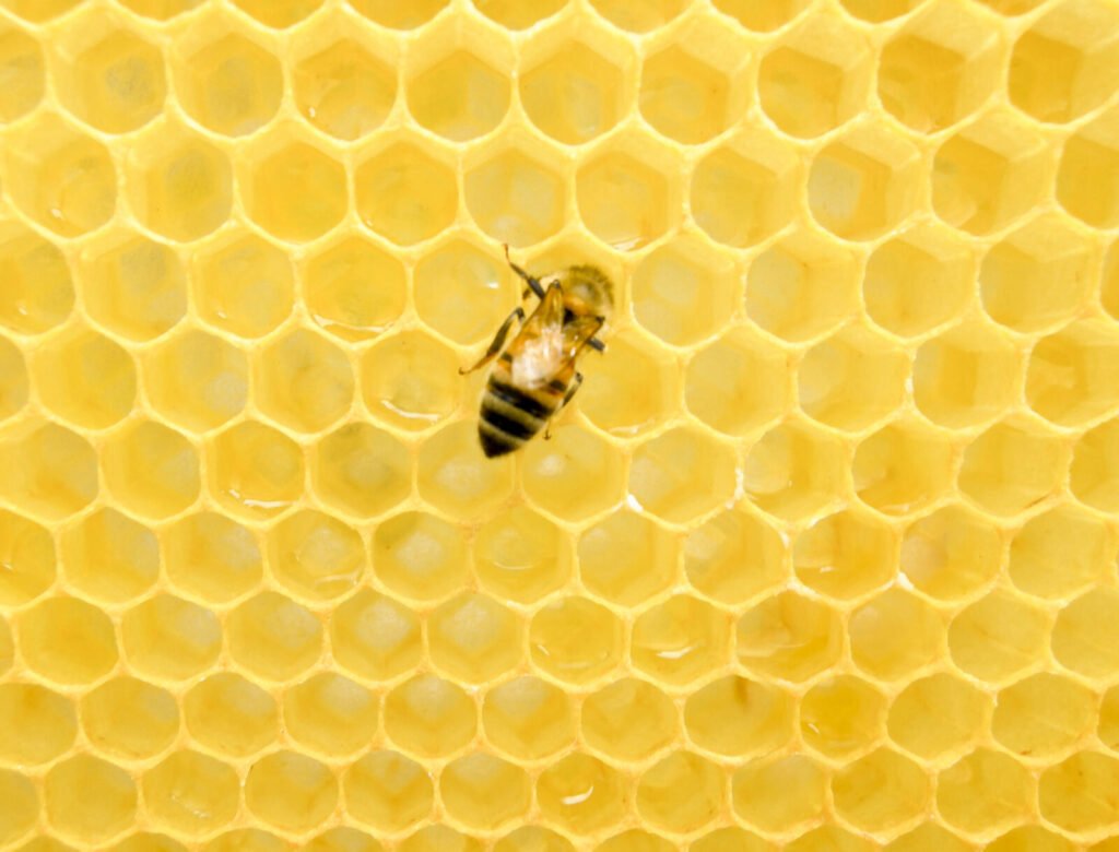 Photo of a western honey bee walking across freshly built hexagonal honeycomb