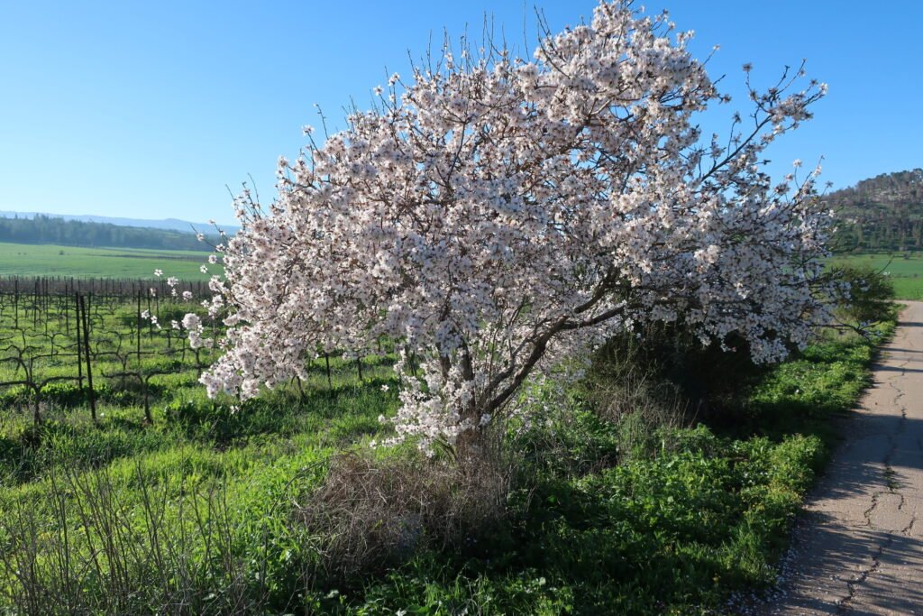 An almond tree in full blossom, the short bloom window that makes reliable pollination timing critical for commercial almond growers