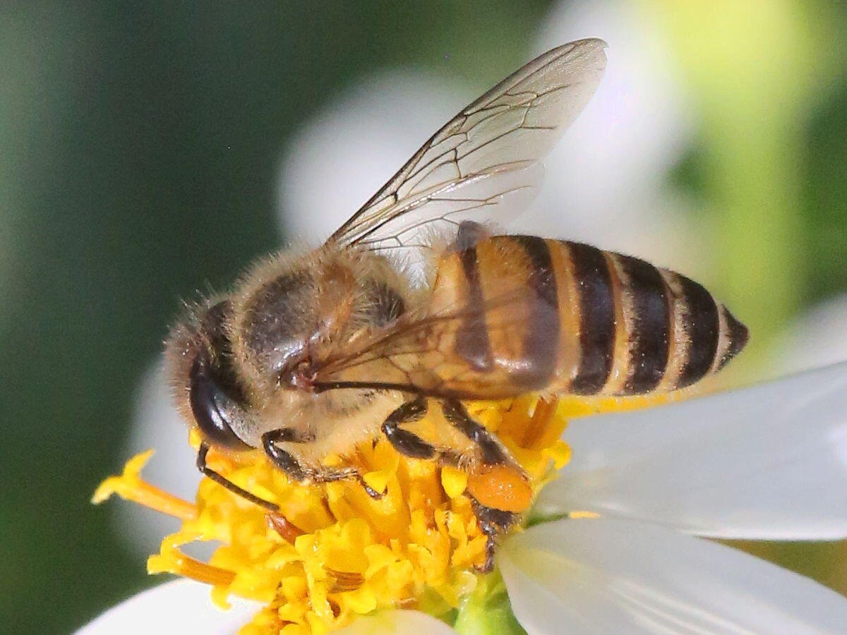 An Asian honeybee (Apis cerana) worker foraging on a white daisy-like flower with a pollen load on its hind leg