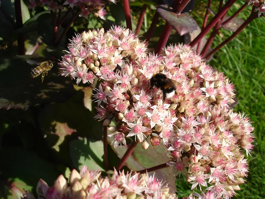 Bumblebee foraging on pink sedum flower heads while a honey bee flies in toward the same plant