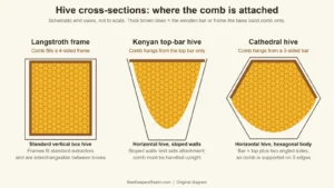 Diagram comparing end-view cross-sections of a Langstroth frame, a Kenyan top-bar hive and a hexagonal Cathedral hive, showing where comb attaches to each