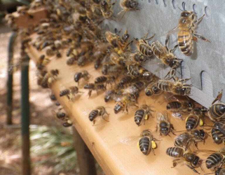Foragers carrying yellow pollen loads landing at a hive entrance while guard bees stand at the opening