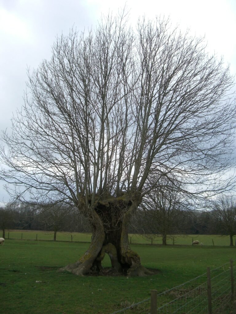 The hollow interior cavity of an old oak tree, the kind of natural nest site wild honey bee colonies prefer