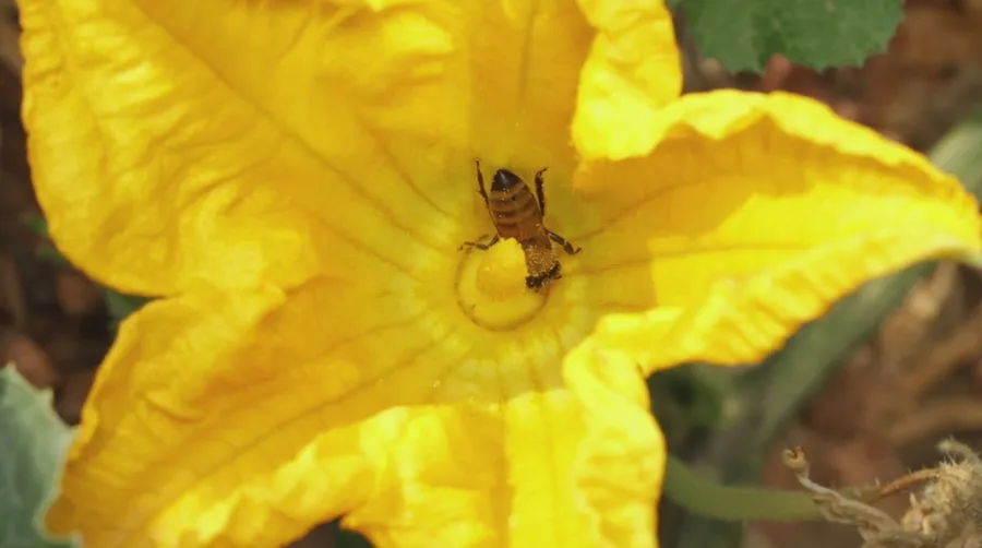 Honey bee foraging inside a large yellow pumpkin flower in a vegetable garden in Boise, Idaho