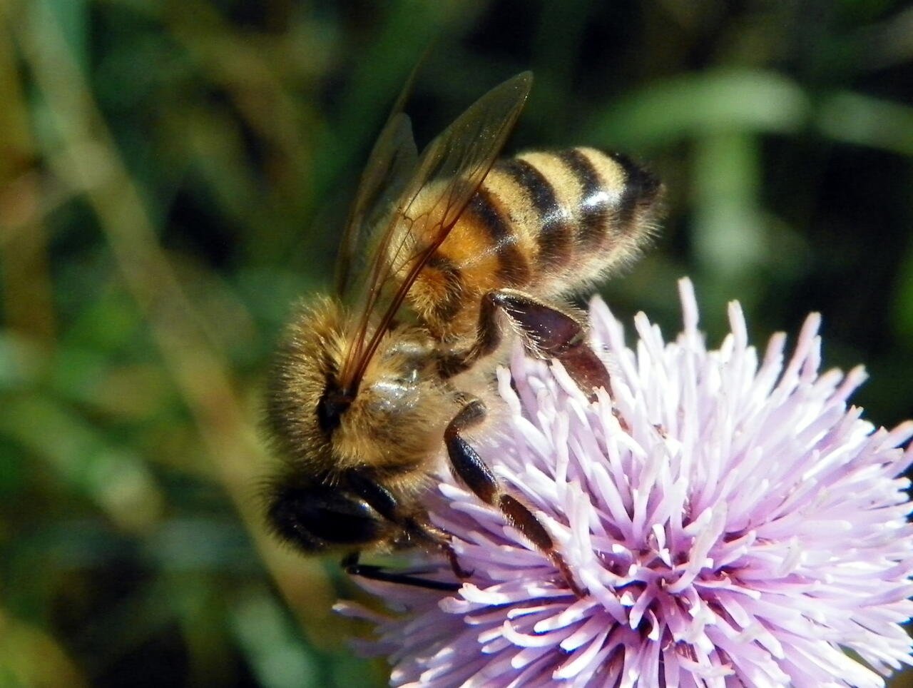 Close-up of a honeybee foraging, showing eyes, antennae, and legs all active at once