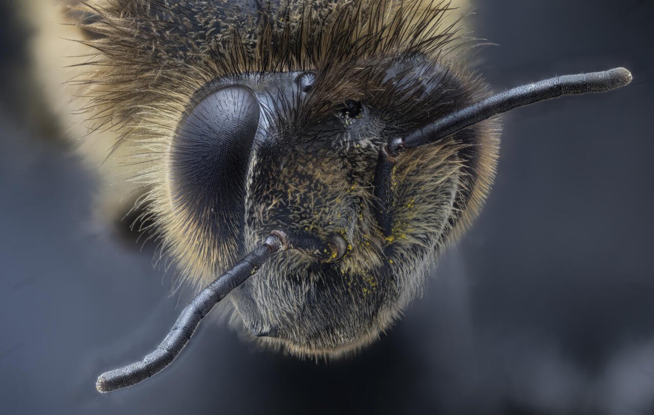 Macro close-up of a honeybee's head showing its compound eyes, antennae, and mouthparts