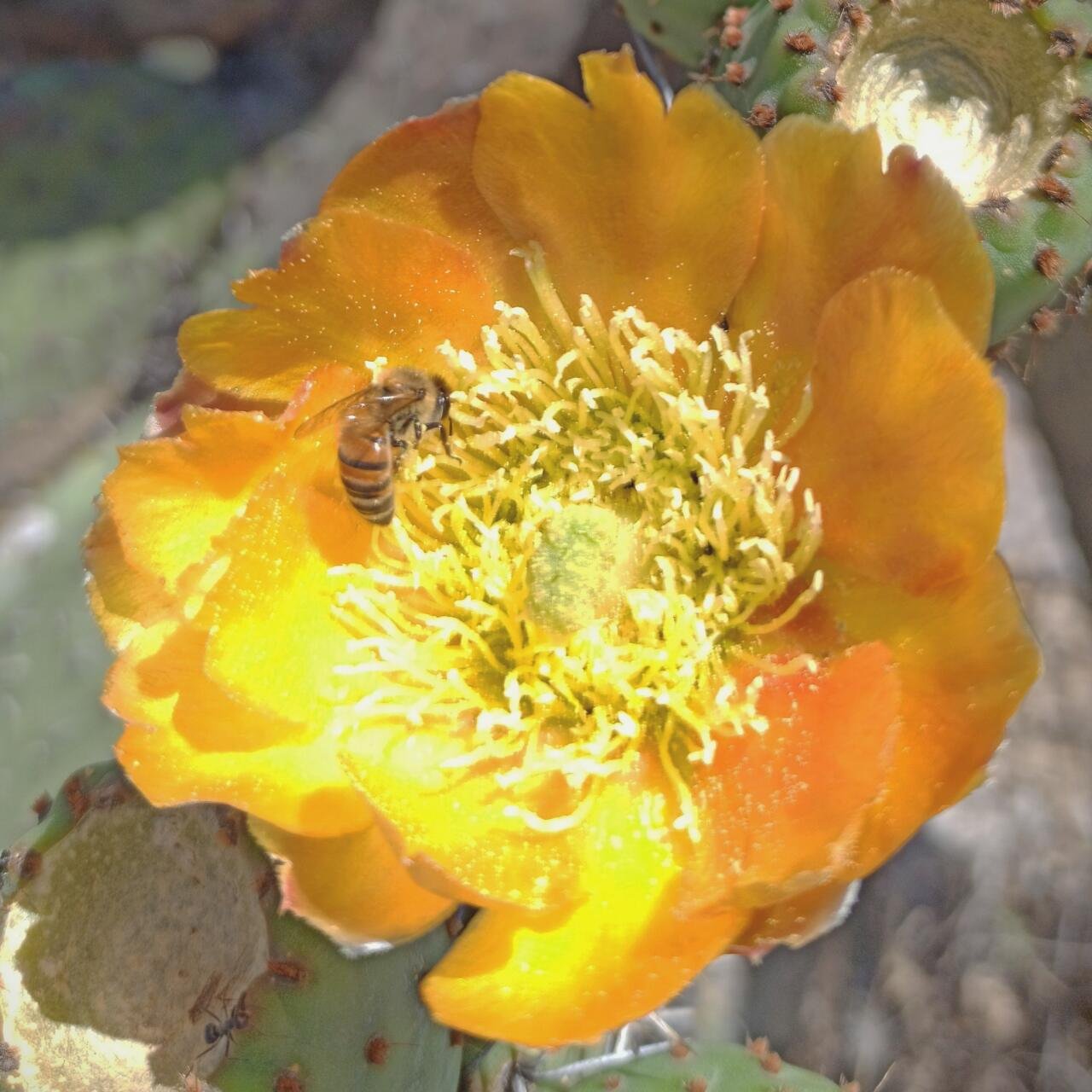 Honeybee pollinating a flower, the kind of close-range electric-field sensing this section describes