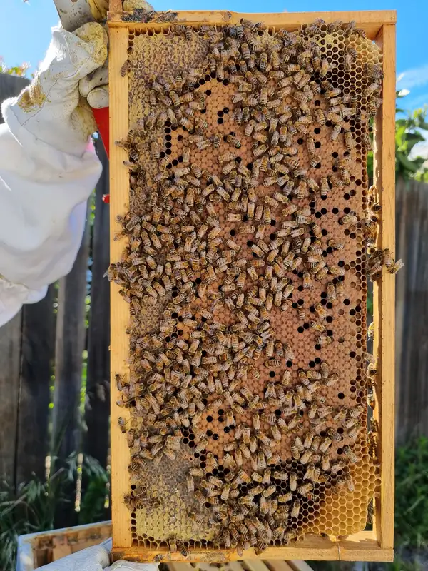 Beekeeper holding a Langstroth brood frame covered with Italian honey bees over capped brood comb