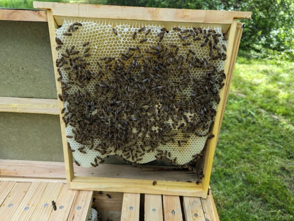 Deep Layens brood frame covered in worker bees on freshly built natural comb, held over the open hive