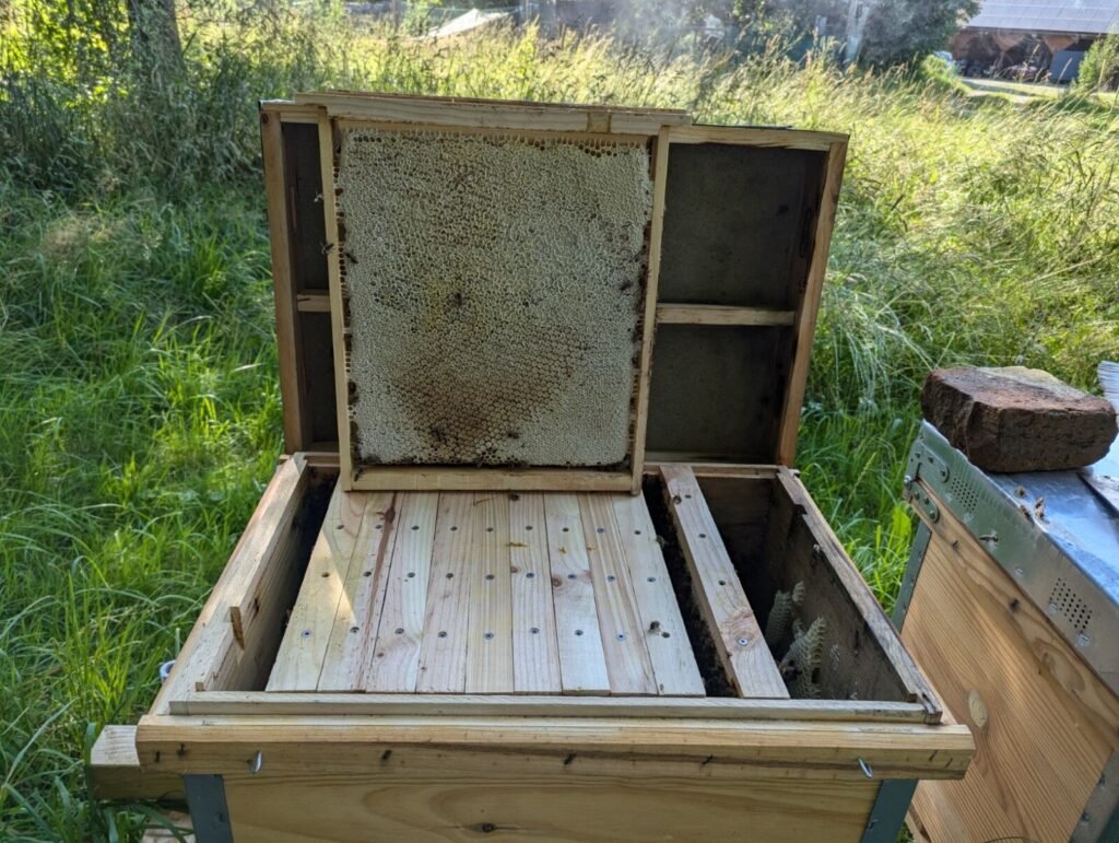 Beekeeper lifting a fully drawn, capped Layens honey frame out of an open horizontal hive body