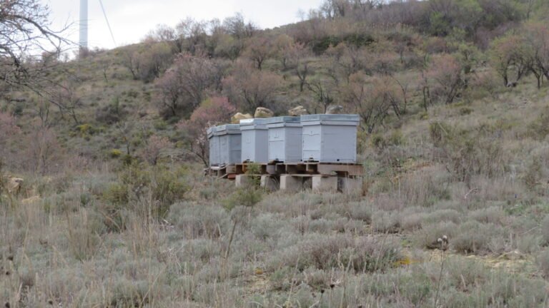 Row of grey single-box Layens hives on stands in a hillside apiary in the Jiloca district of Teruel, Spain