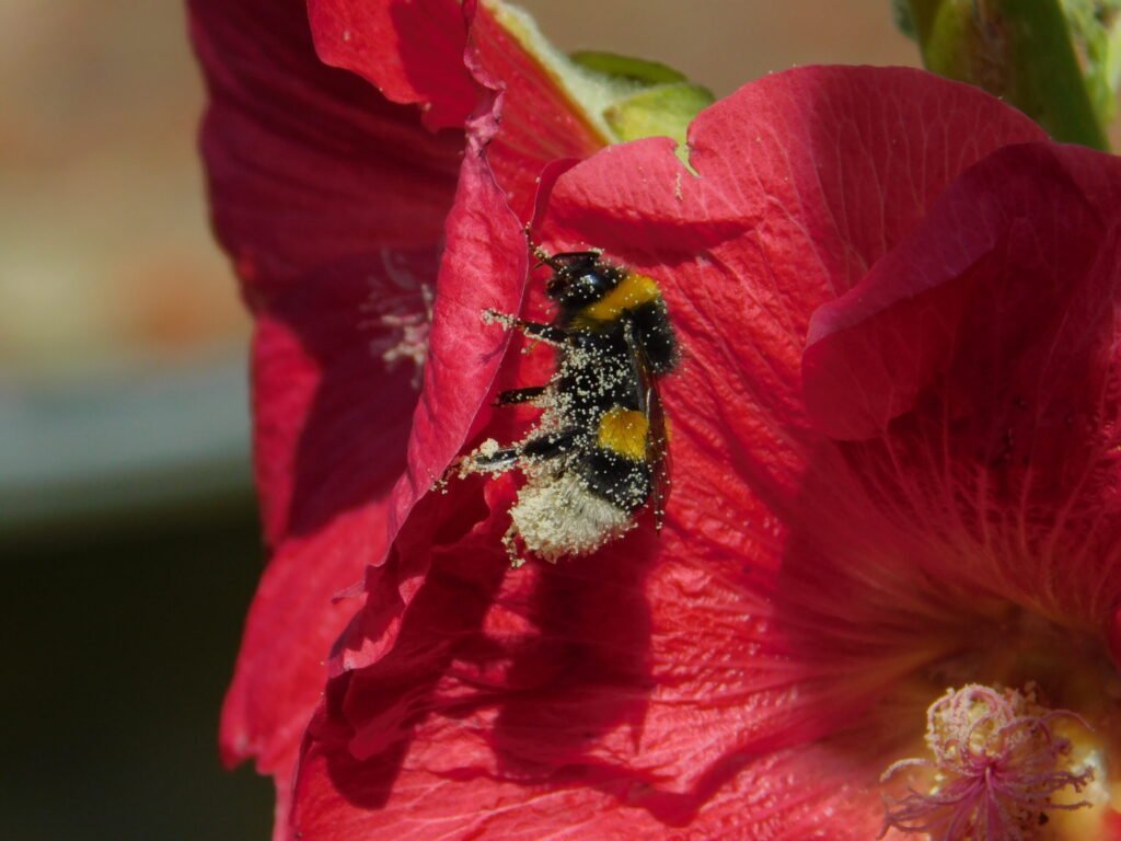 Honey bee covered in pollen while foraging