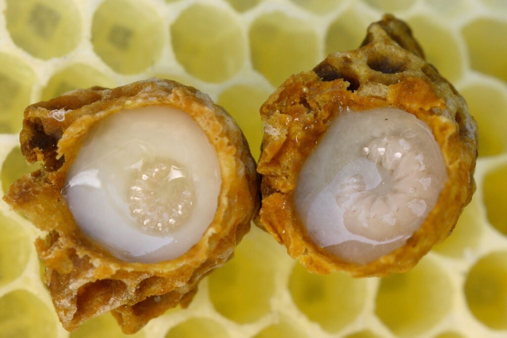 Two opened queen cells showing western honey bee larvae floating in royal jelly