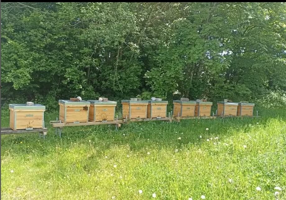 Six wooden Layens horizontal hives with flat lids weighted by stones, lined up on stands along a hedge