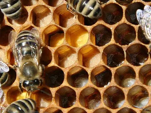 Multicolored pollen packed into honeycomb cells next to capped brood, the raw material before fermentation