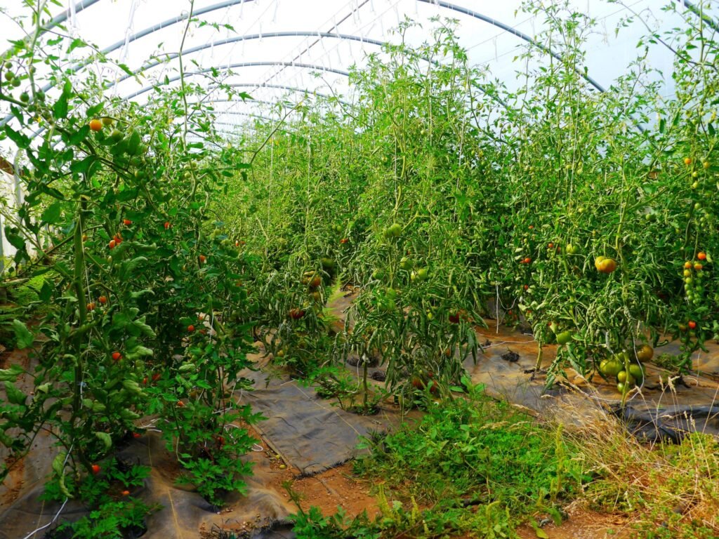 Rows of tomato plants growing in a greenhouse, the self-pollinating crop where pollination drone technology is currently most mature