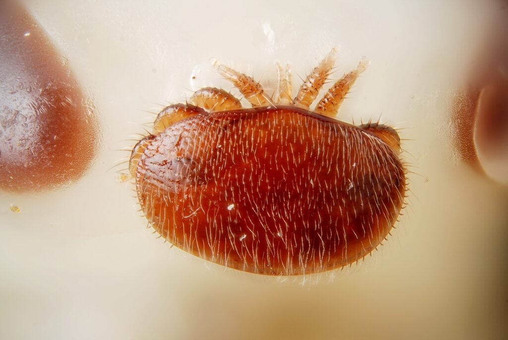 A female Varroa destructor mite attached to the head of a honey bee nymph, the parasite that reduced-inspection hive designs can catch later