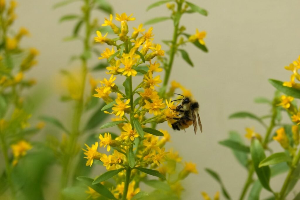 Orange-belted bumble bee foraging on native goldenrod