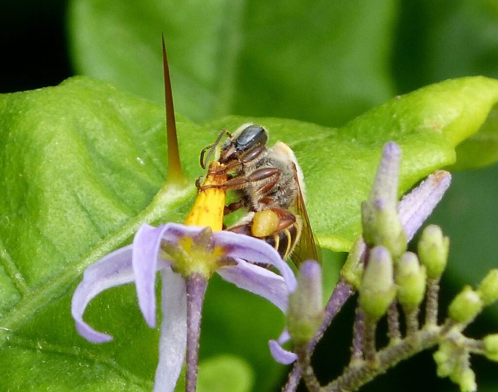 Close-up photo of a Melipona beecheii stingless bee foraging on a purple flower, the species kept by the Maya