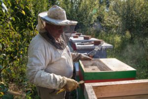 Beekeeper inspecting a beehive during a routine colony check