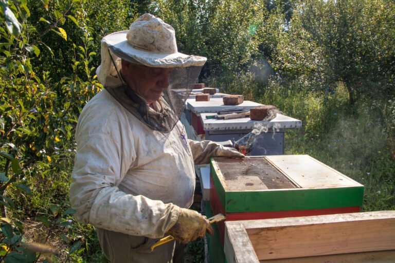 Beekeeper inspecting a beehive during a routine colony check