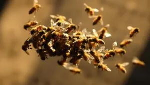A swarm of bees in mid-flight, captured in a dramatic close-up