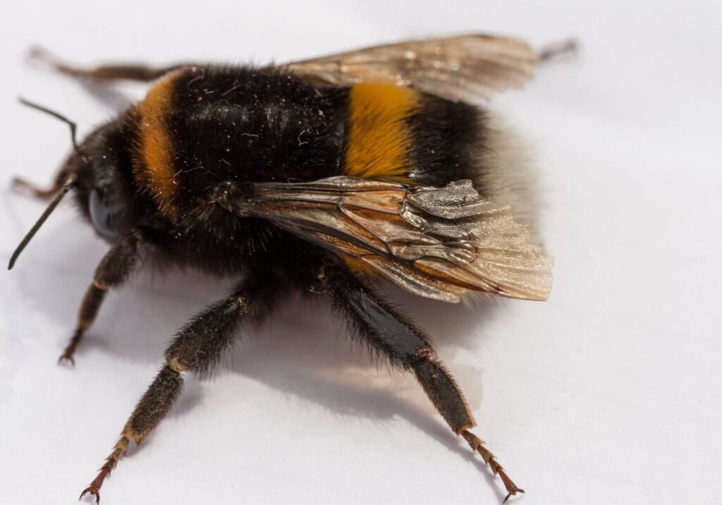 A buff-tailed bumblebee, Bombus terrestris, one of the native wild bee species shown to be displaced by honeybee competition in the Giannutri Island study