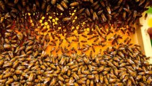 Dense mass of worker honeybees crawling over golden honeycomb on a hive frame