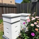 Kreatives Bild zu Urban Beekeeping Guide: Start Your City Hive Today Urban Beekeeping Guide: Start Your City Hive Today Bildidee