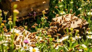 Teaching beekeeping in schools
