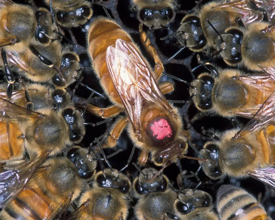 Close-up of Africanized honey bee workers surrounding a larger European queen bee marked with a pink dot on her thorax