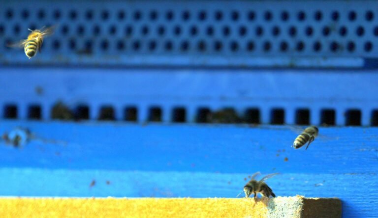 Photo of honey bees flying at a hive entrance in an active spring apiary