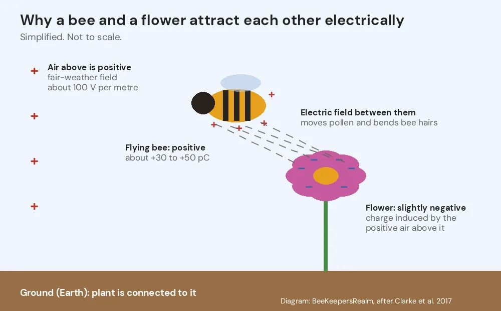Diagram of a positively charged flying bee above a negatively charged flower, with the electric field between them