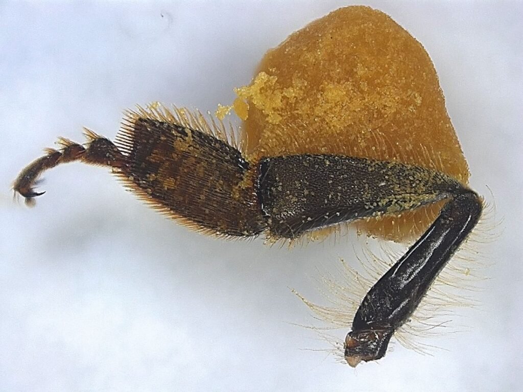 Close-up of a honeybee leg showing the pollen bulb on its corbicula, the exact structure a pollen trap grid brushes against