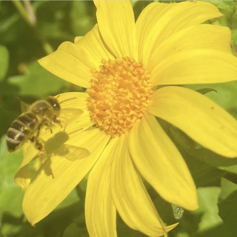 Honey bee pollinating a yellow wildflower, an example of the managed pollinator activity orchards depend on