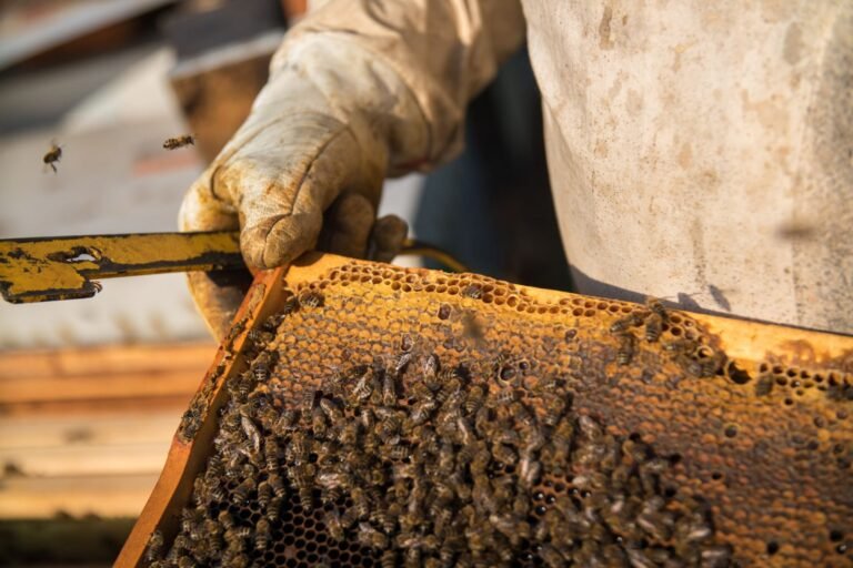Close-up of a beehive frame covered in bees, the kind of colony acoustic monitoring research studies