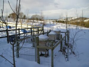 Photo of two insulated beehives with snow-capped roofs in a winter apiary during cold weather