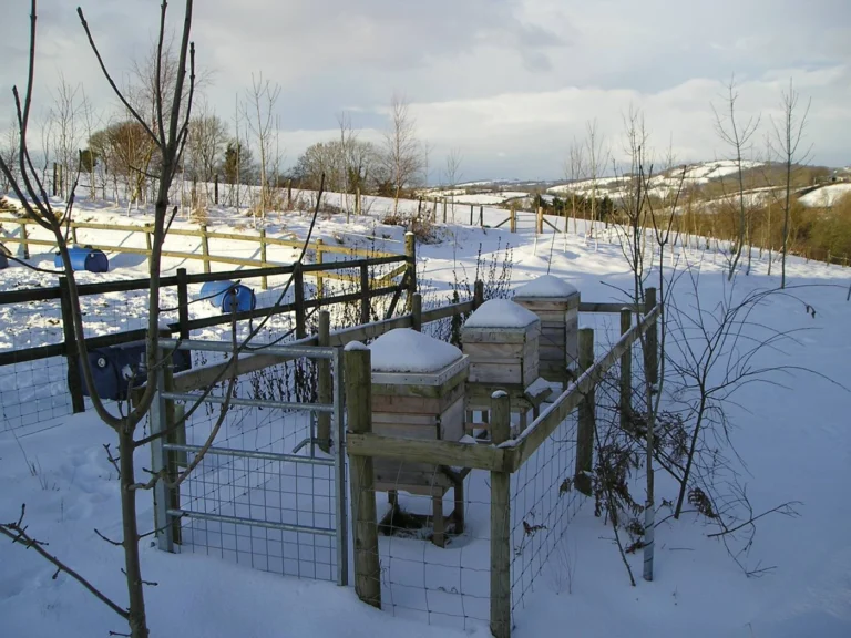 Photo of two insulated beehives with snow-capped roofs in a winter apiary during cold weather