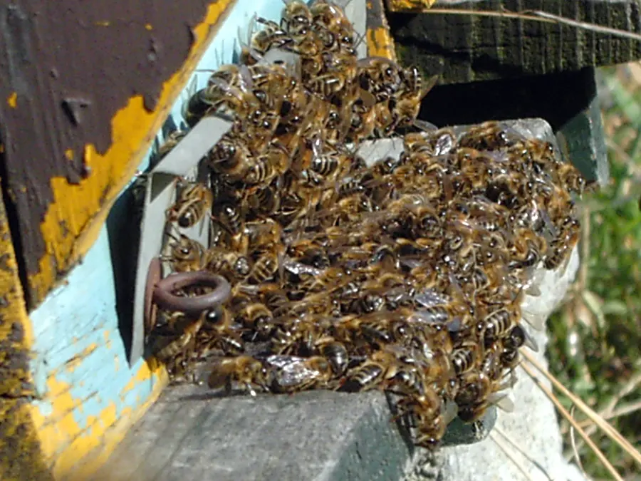 Honey bees clustering outside a hive entrance after an Apiguard thymol treatment against varroa mites