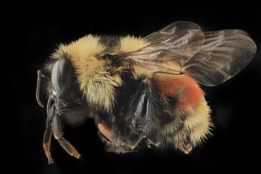 Side view of a red-belted bumblebee specimen showing the dense hair that covers its thorax and abdomen