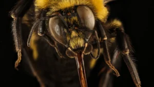 Macro photo of a western bumblebee's hairy face, compound eyes and both antennae against a black background