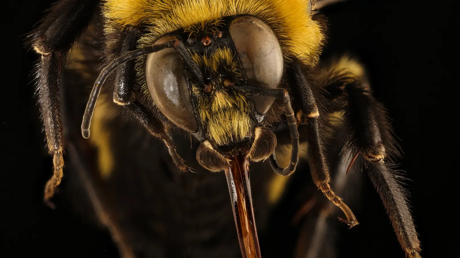 Macro photo of a western bumblebee's hairy face, compound eyes and both antennae against a black background