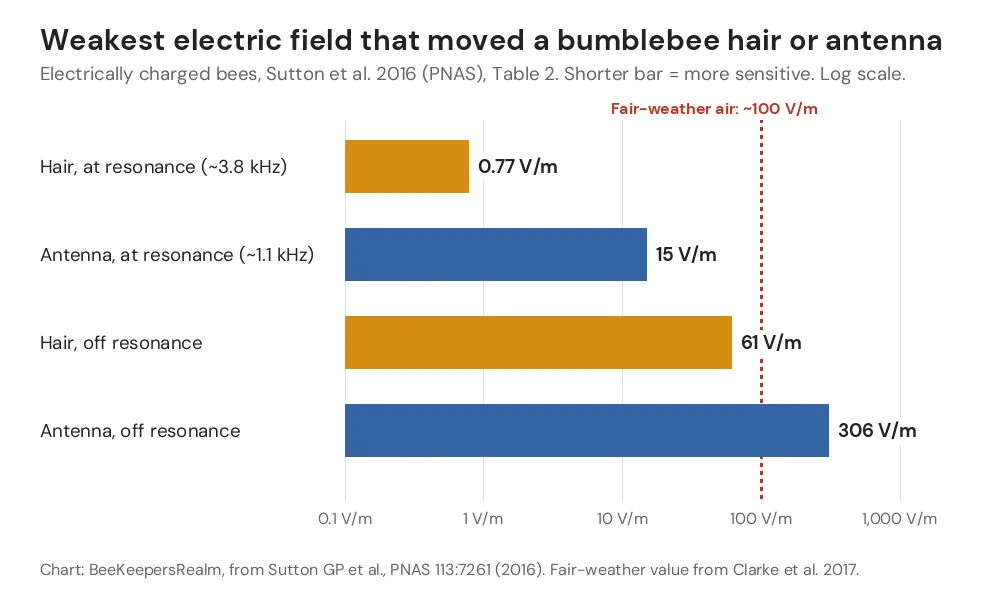 Bar chart of the weakest electric fields that moved bumblebee hairs and antennae, from 0.77 to 306 V/m