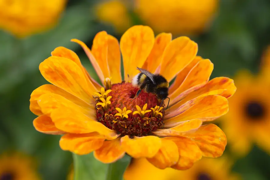 Buff-tailed bumblebee feeding on the center of an orange zinnia flower in a garden in Weimar, Germany