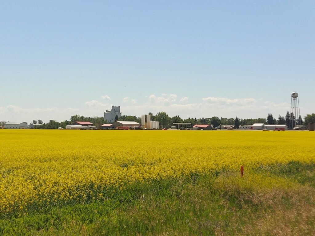 Photo of a field of yellow flowering canola in front of the small town of Lignite, North Dakota, under a blue sky