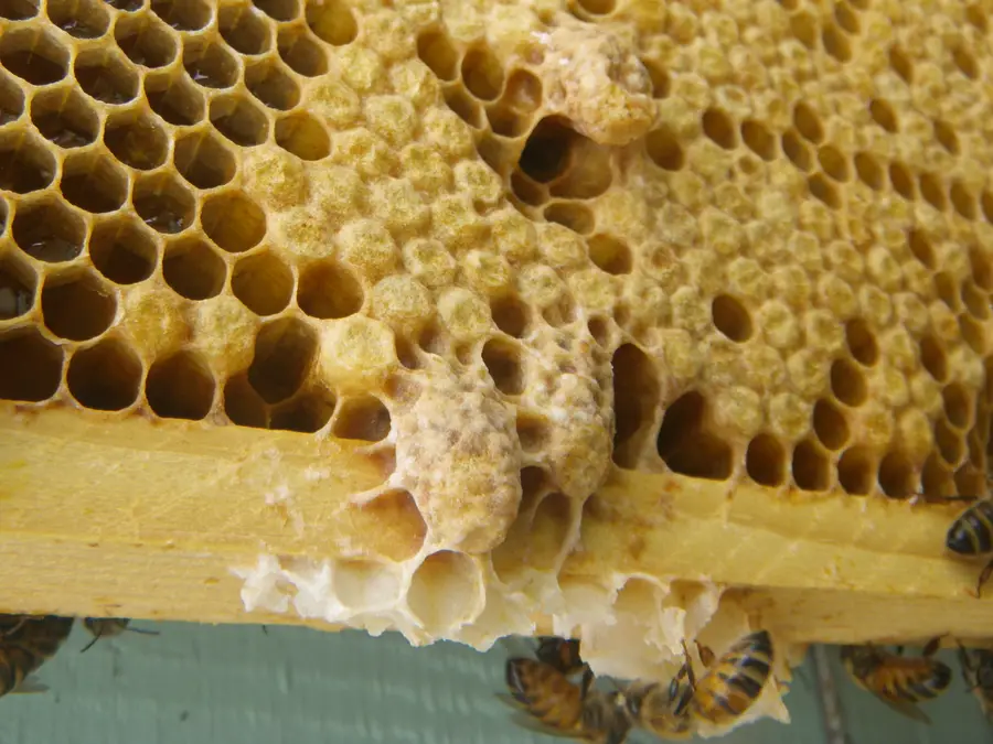 Capped emergency queen cells hanging from worker brood comb just above the bottom bar of a frame