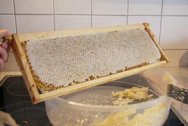 A fully capped honey frame lifted over an uncapping tub, white wax seals covering the whole comb face