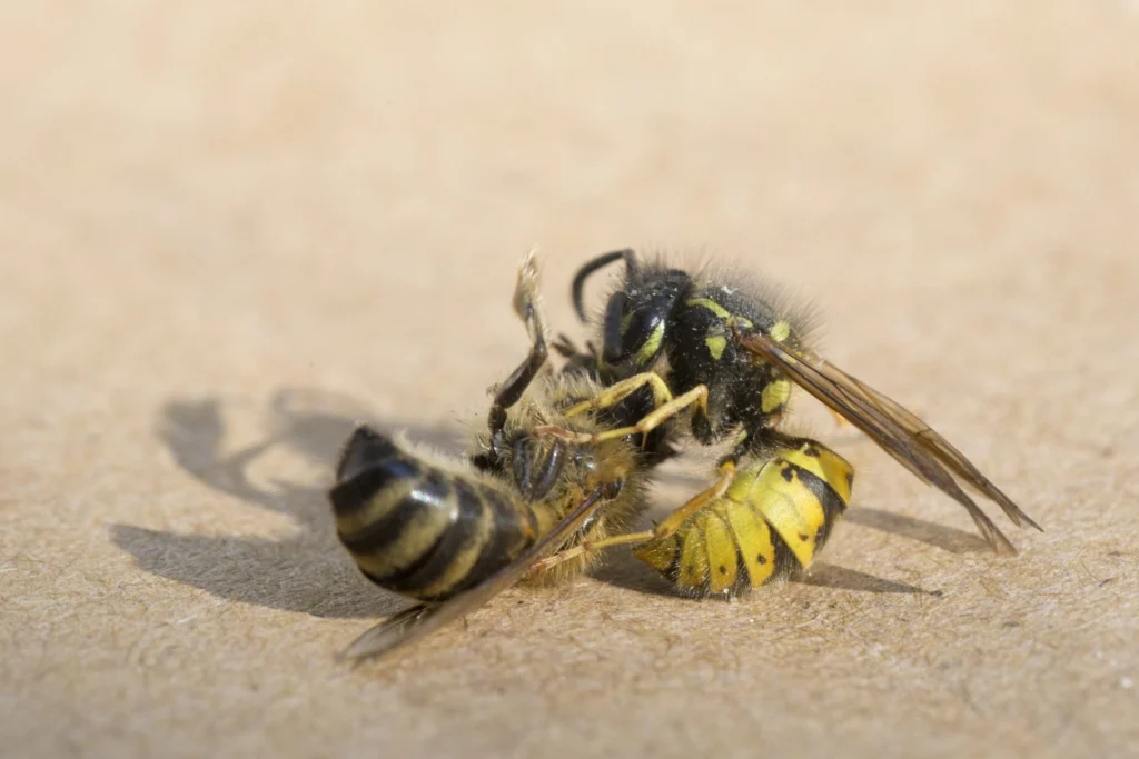 Close-up photo of a common wasp, Vespula vulgaris, grappling with a honey bee on a pale wooden surface